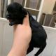 Chihuahua Puppies for sale in Canadian, TX 79014, USA. price: NA