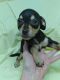 Chihuahua Puppies for sale in Sebring, FL, USA. price: $300
