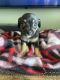 Chihuahua Puppies for sale in Hollywood, FL, USA. price: $750