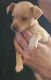 Chihuahua Puppies for sale in Tacoma, WA 98444, USA. price: $200