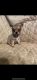 Chihuahua Puppies for sale in Dallas, TX, USA. price: $200