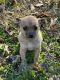 Chihuahua Puppies for sale in Glen Allen, VA, USA. price: NA