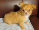 Chihuahua Puppies for sale in Zanesville, OH 43701, USA. price: $1,500