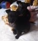 Chihuahua Puppies for sale in Fayetteville, AR, USA. price: NA