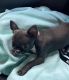 Chihuahua Puppies for sale in California, Great Yarmouth NR29 3QN, UK. price: 500 GBP
