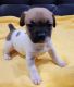 Chihuahua Puppies for sale in Hollywood, FL, USA. price: NA