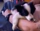Chihuahua Puppies for sale in Wheeling, WV 26003, USA. price: NA