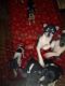 Chihuahua Puppies for sale in Forrest City, AR, USA. price: NA
