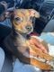 Chihuahua Puppies for sale in Carson, CA, USA. price: $260