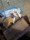 Chihuahua Puppies for sale in Parma Heights, OH 44130, USA. price: NA