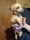 Chihuahua Puppies for sale in Lewiston, ID 83501, USA. price: NA