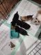 Chihuahua Puppies for sale in Canton, TX 75103, USA. price: $2,000