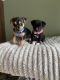 Chihuahua Puppies for sale in Hollywood, FL, USA. price: $600