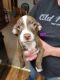 Chihuahua Puppies for sale in Minersville, UT 84752, USA. price: NA