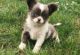 Chihuahua Puppies for sale in Kent, WA 98032, USA. price: $600