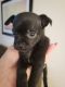 Chihuahua Puppies for sale in Berwyn, IL 60402, USA. price: $60,000