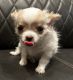 Chihuahua Puppies for sale in McHenry, IL, USA. price: $500