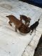 Chihuahua Puppies for sale in 111 Magnolia Rd, Perry, FL 32348, USA. price: NA