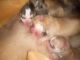 Chihuahua Puppies for sale in Antioch, CA 94509, USA. price: $800