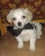 Chihuahua Puppies for sale in Winslow, AZ 86047, USA. price: NA