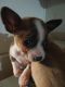 Chihuahua Puppies for sale in Bosque County, TX, USA. price: NA