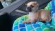 Chihuahua Puppies for sale in Santa Clarita, CA 91387, USA. price: NA