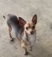 Chihuahua Puppies for sale in Newville, AL 36353, USA. price: NA