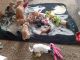 Chihuahua Puppies for sale in Trenton, OH 45067, USA. price: $2,000