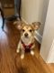 Chihuahua Puppies for sale in Canton, GA, USA. price: NA
