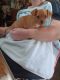 Chihuahua Puppies for sale in Grand Junction, CO, USA. price: NA