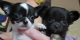 Chihuahua Puppies for sale in Amity, PA 15311, USA. price: $1,800