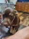 Chihuahua Puppies for sale in Lewisville, TX, USA. price: NA