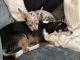 Chihuahua Puppies for sale in Avon Lake, OH 44012, USA. price: NA