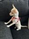 Chihuahua Puppies for sale in Canton, MA, USA. price: $600
