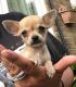 Chihuahua Puppies for sale in Detroit, MI, USA. price: $588