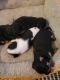 Chihuahua Puppies for sale in Callaway, FL 32404, USA. price: NA