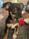 Chihuahua Puppies for sale in 1801 NE 162nd Ave, Portland, OR 97230, USA. price: NA