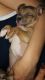 Chihuahua Puppies for sale in Charlotte, NC, USA. price: $700