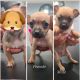 Chihuahua Puppies for sale in Pomona, CA, USA. price: $500
