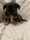 Chihuahua Puppies for sale in Milwaukee, WI, USA. price: NA