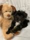 Chihuahua Puppies for sale in Rialto, CA, USA. price: $350