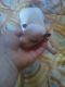 Chihuahua Puppies for sale in Shallotte, NC, USA. price: $400