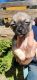 Chihuahua Puppies for sale in Flat Rock, NC, USA. price: NA