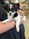 Chihuahua Puppies for sale in Commerce City, CO, USA. price: $1,999
