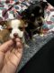 Chihuahua Puppies for sale in Pennsauken Township, NJ, USA. price: $500