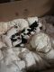 Chihuahua Puppies for sale in Gaffney, SC, USA. price: $60