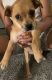 Chihuahua Puppies for sale in Conyers, GA, USA. price: NA