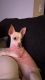Chihuahua Puppies for sale in Canton, MA, USA. price: $550