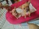Chihuahua Puppies for sale in Miami, FL 33165, USA. price: $600