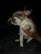 Chihuahua Puppies for sale in Winnsboro, SC 29180, USA. price: NA